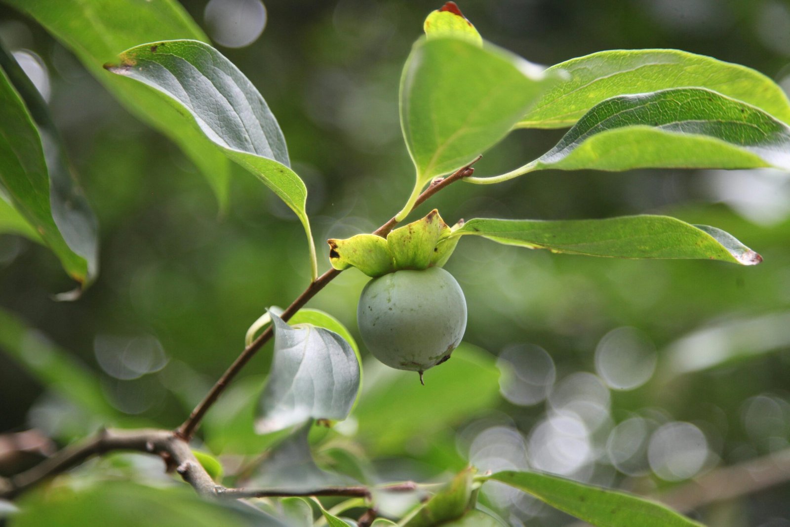 pexels-green-odette-232224115-32532882